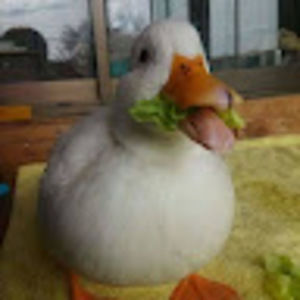 Meet your Posher, Isa